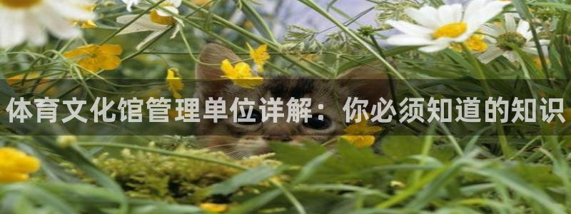 必一体育网页版登录：体育文化馆管理单位详解：你必须知道的知识